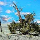 Bristlecone Pine                                        DSC_4714-2