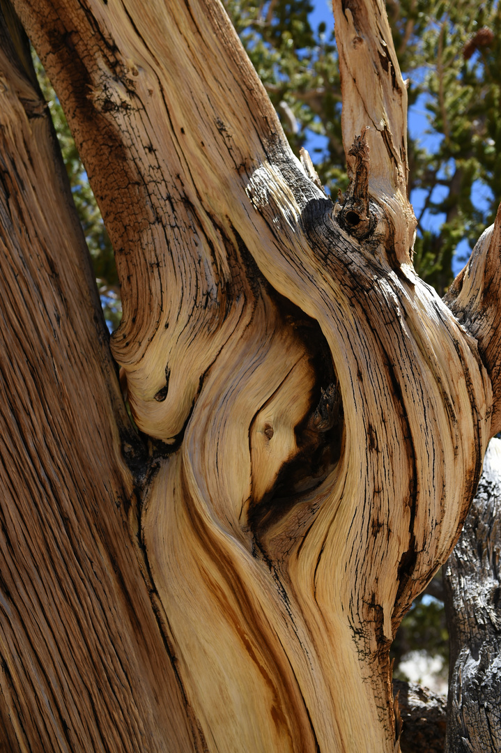 Bristlecone Pine                                        DSC_4737