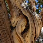 Bristlecone Pine                                        DSC_4737