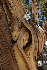 Bristlecone Pine                                        DSC_4737