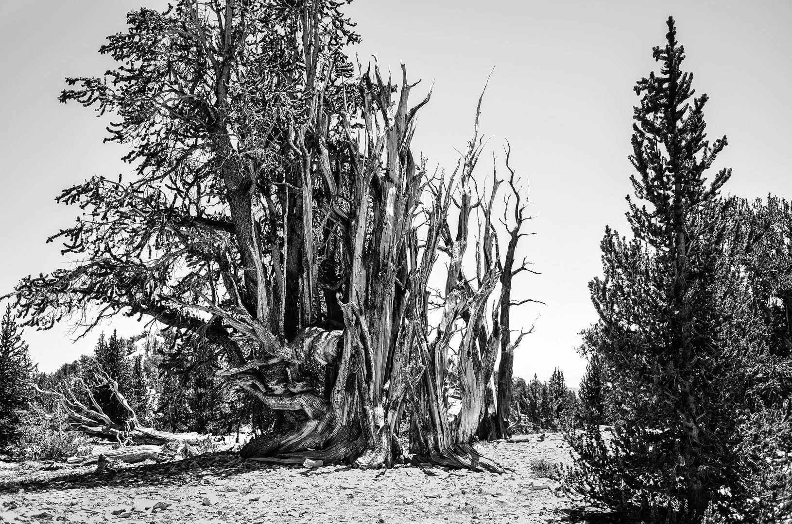 Bristlecone Pine                                      DSC_4746-2