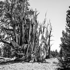 Bristlecone Pine                                      DSC_4746-2