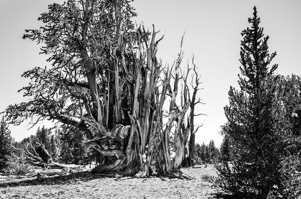 Bristlecone Pine                                      DSC_4746-2