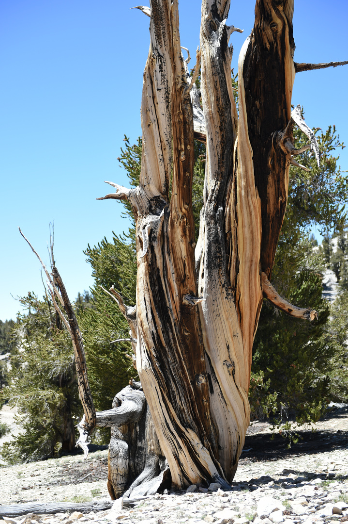 Bristlecone Pine                                             DSC_4747