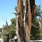 Bristlecone Pine                                             DSC_4747