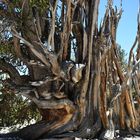 Bristlecone Pine                                    DSC_4748