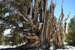 Bristlecone Pine                                    DSC_4748