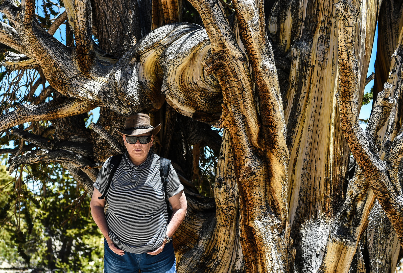 Bristlecone Pine                              DSC_4757-2