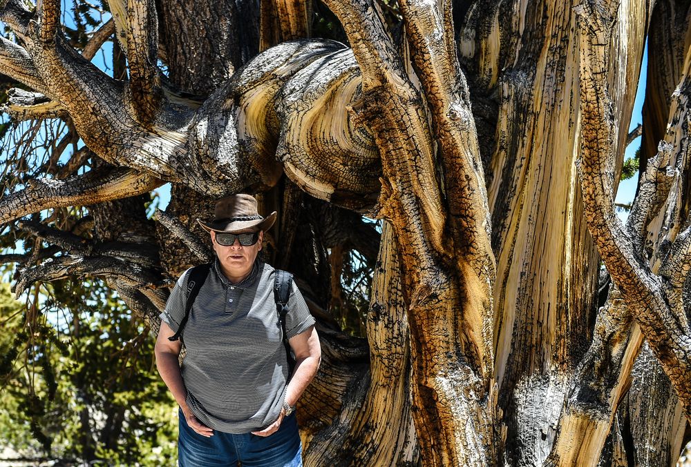 Bristlecone Pine                              DSC_4757-2