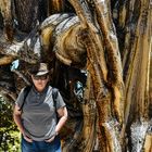 Bristlecone Pine                              DSC_4757-2