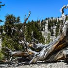 Bristlecone Pine                              DSC_4761-2