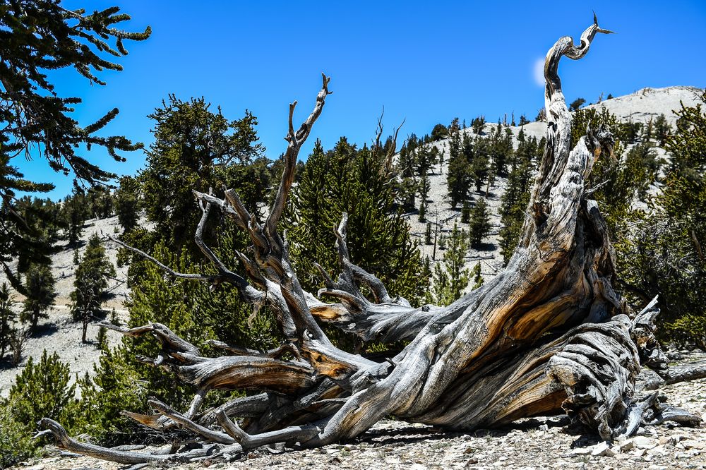 Bristlecone Pine                              DSC_4761-2