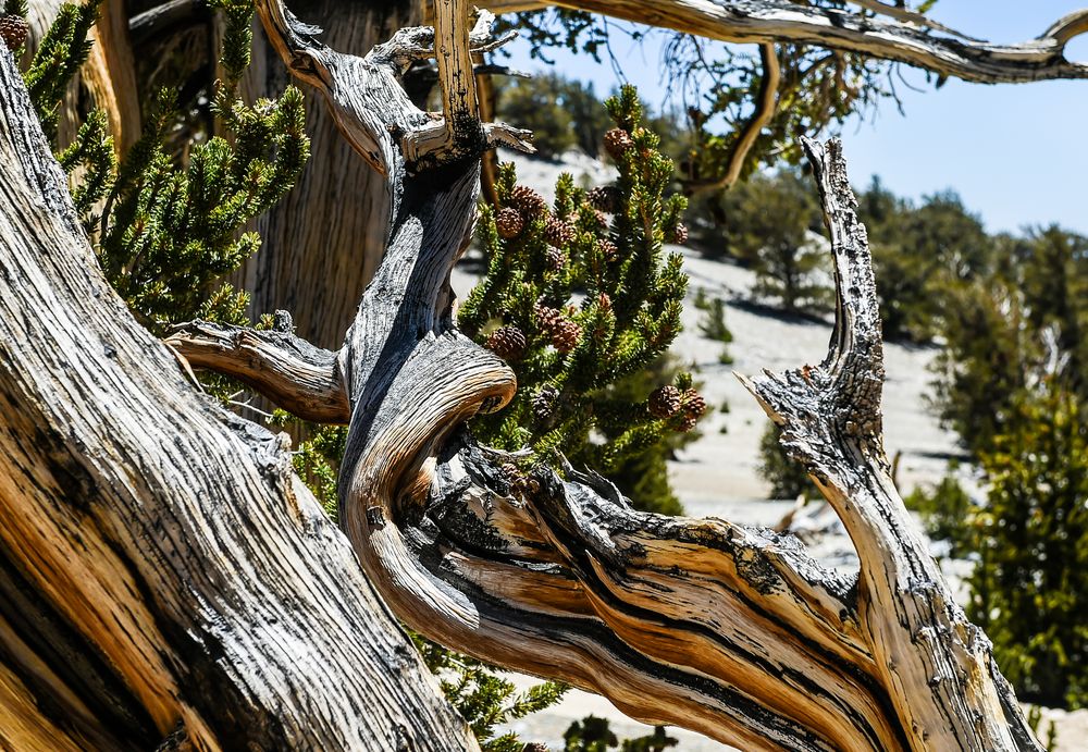 Bristlecone Pine                                         DSC_4763-2