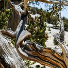 Bristlecone Pine                                         DSC_4763-2