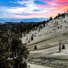 Bristlecone Pine                            DSC_4770-2