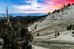 Bristlecone Pine                            DSC_4770-2