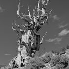 Bristlecone Pine Forest