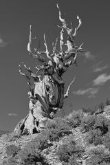 Bristlecone Pine Forest