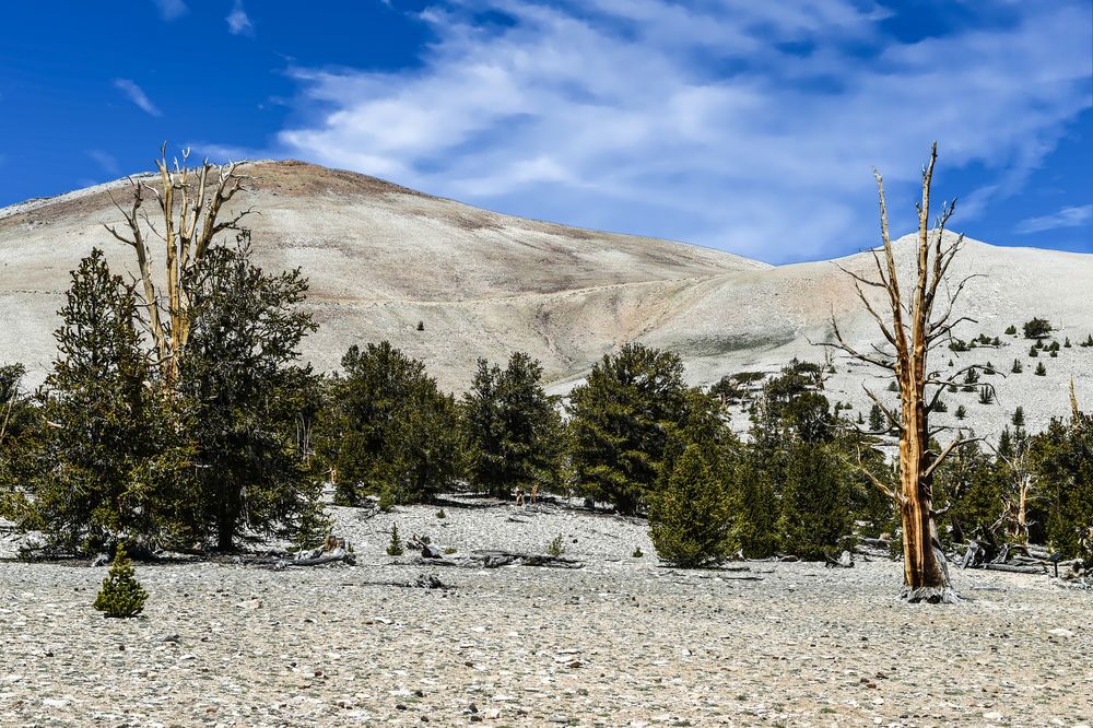 Bristlecone Pine Forest            DSC_4718-2