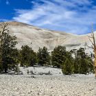 Bristlecone Pine Forest            DSC_4718-2