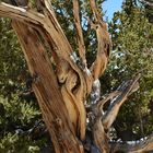 Bristlecone Pine  Forest                                       DSC_4735