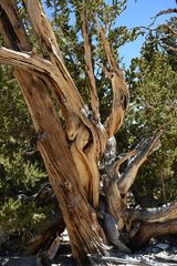 Bristlecone Pine  Forest                                       DSC_4735