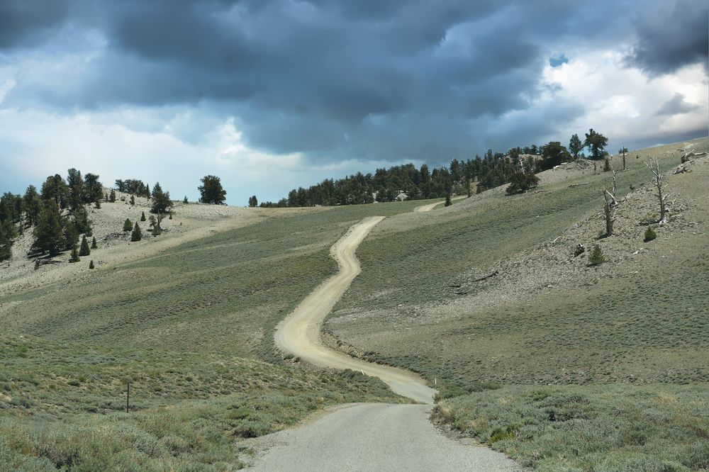 Bristlecone Pine Forest                                  DSC_4782