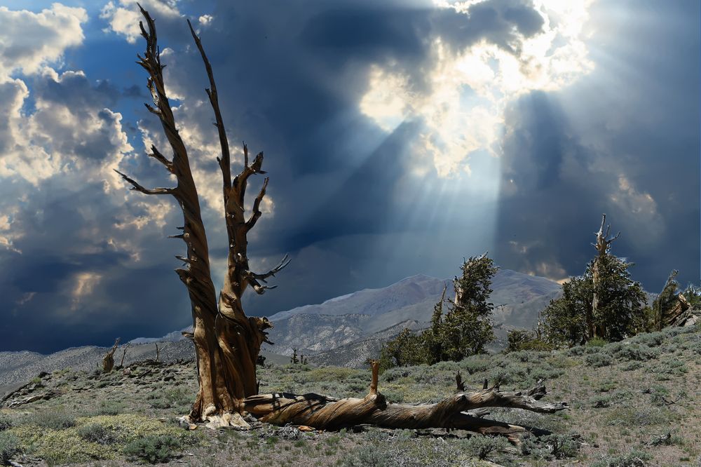 Bristlecone Pine Forest                         DSC_4798