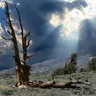 Bristlecone Pine Forest                         DSC_4798