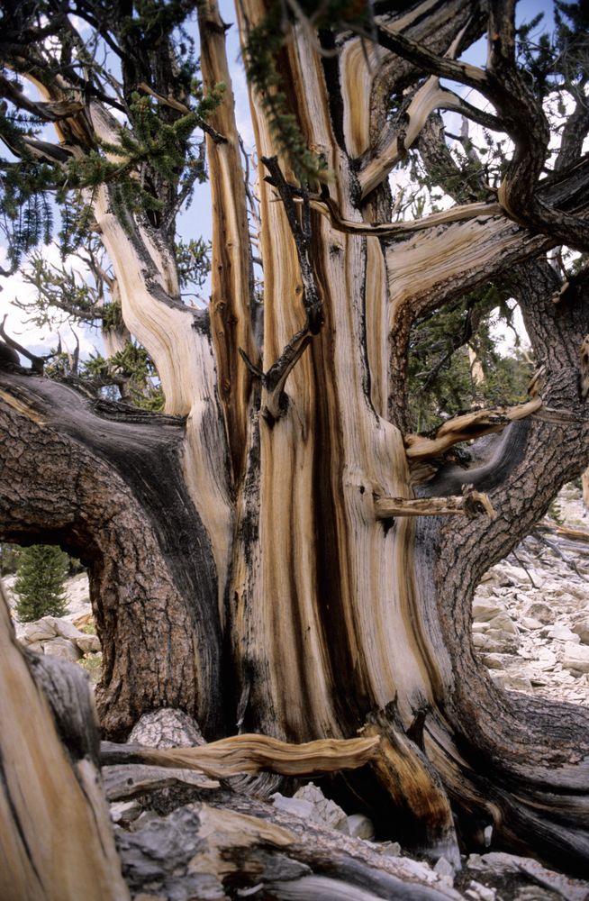 Bristlecone Pine Grannenkiefer