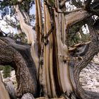 Bristlecone Pine Grannenkiefer