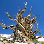 Bristlecone Pine im Ancient Bristlecone Pine Forest