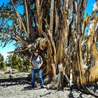 Bristlecone Pine, - im Verhältnis zu Mensch -     DSC_4756-2