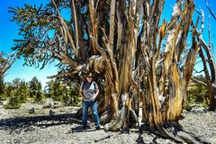 Bristlecone Pine, - im Verhältnis zu Mensch -     DSC_4756-2