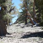 Bristlecone Pine, USA Kaliforien             DSC_4803