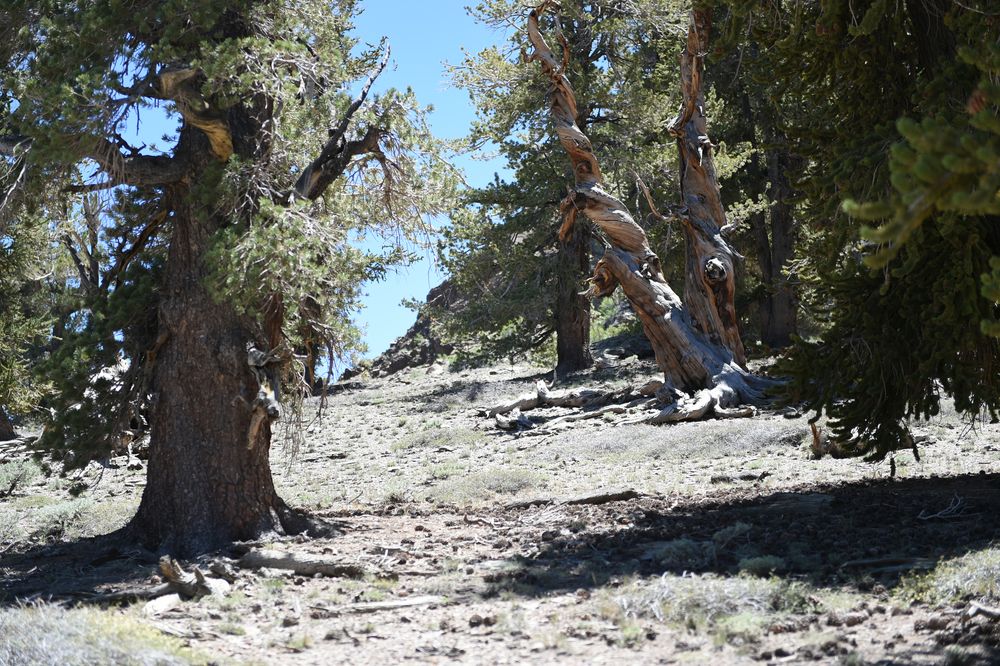 Bristlecone Pine, USA Kaliforien             DSC_4803