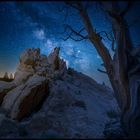 Bristlecone pine White mountains USA