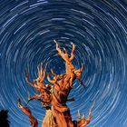 Bristlecone pines startrails