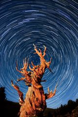 Bristlecone pines startrails