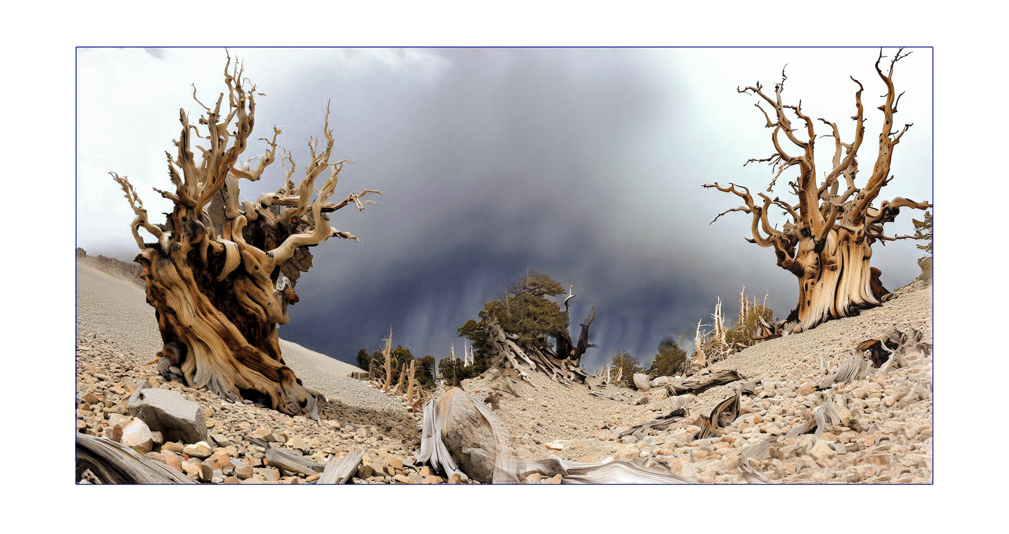 Bristlecone Pines (White Mountains, Cf)