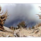 Bristlecone Pines (White Mountains, Cf)