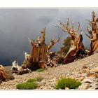 Bristlecone Pines (White Mountains, Cf)