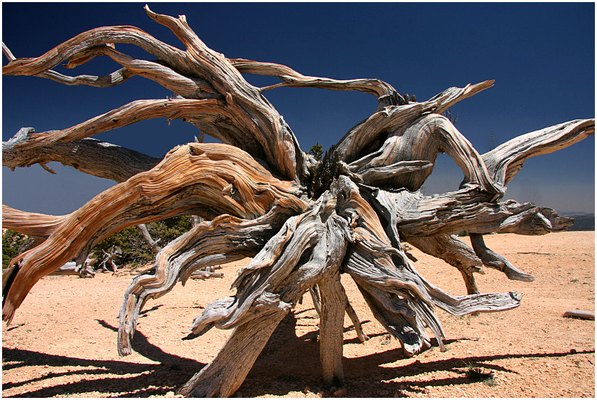 Bristlecone Pinie im Bryce Canyon