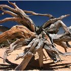 Bristlecone Pinie im Bryce Canyon