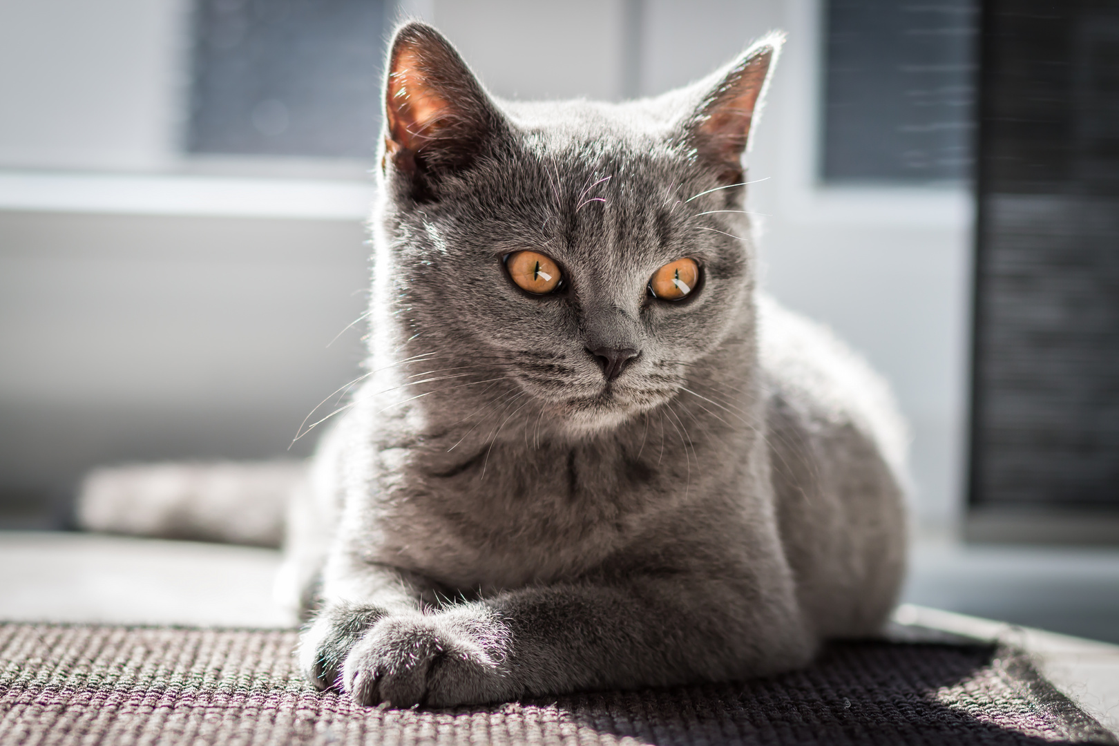 Britisch Kurzhaar Foto &amp; Bild tiere, haustiere, katzen Bilder auf