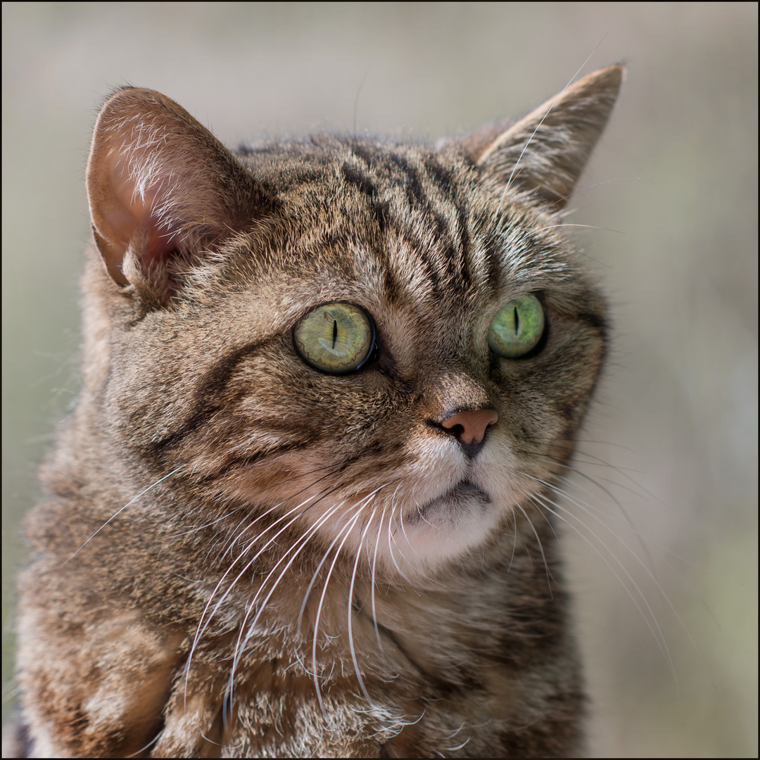 Britisch kurzhaar golden tabby / 12 Jahre alt