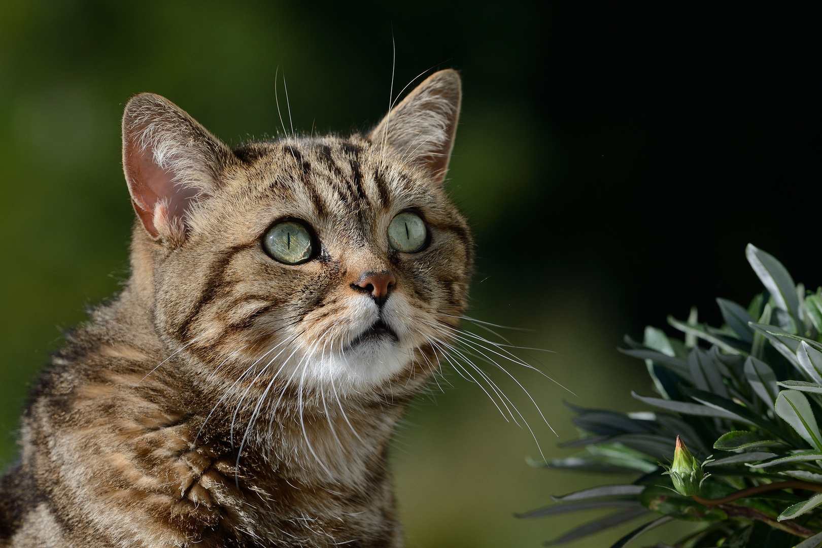 Britisch Kurzhaar / golden tabby gestromt