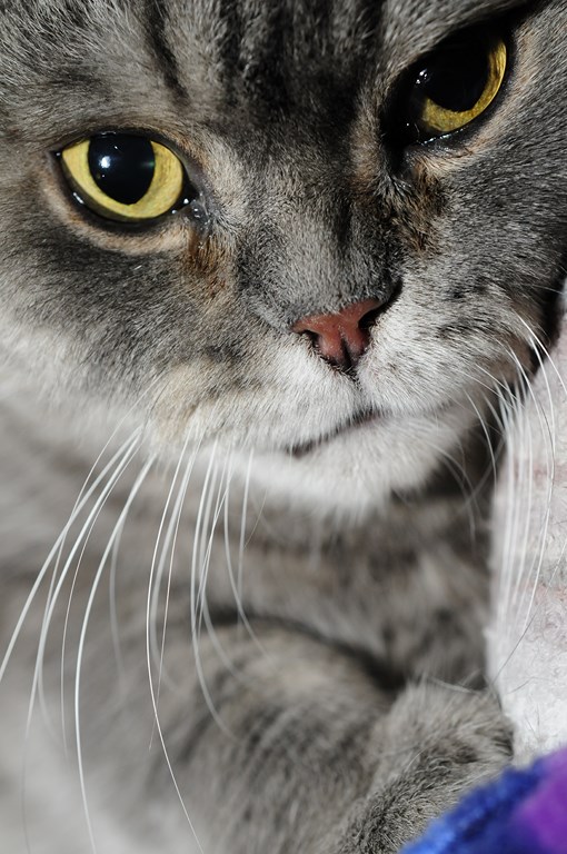 Britisch Kurzhaar Kater Katze Haustier Katzenkopf Liebe