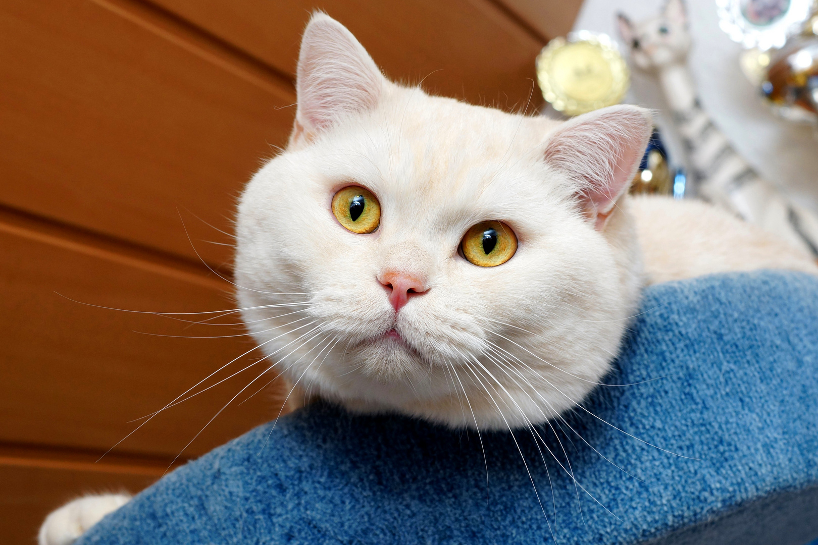 Britisch Kurzhaar Katze Foto & Bild tiere, haustiere, katzen Bilder auf Britisch Kurzhaar Katze Foto & Bild tiere, haustiere, katzen Bilder auf