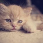 Britisch Kurzhaar Kitten 8 Wochen alt
